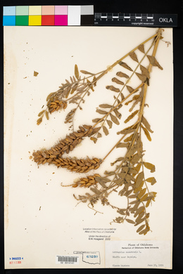 Astragalus canadensis image