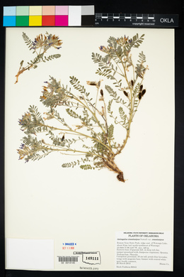 Astragalus crassicarpus image