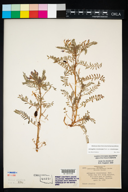 Astragalus crassicarpus image