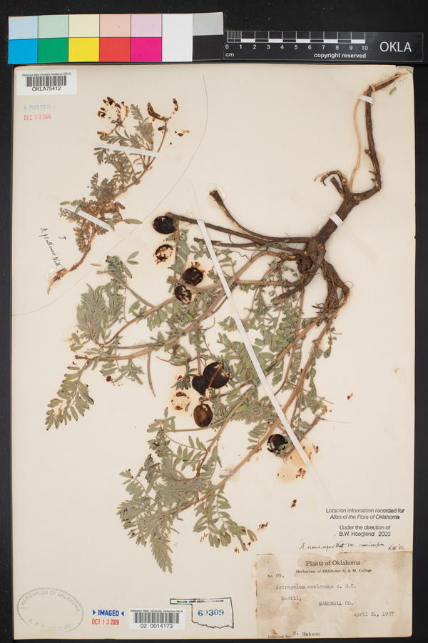 Astragalus crassicarpus var. crassicarpus image