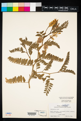 Astragalus cicer image