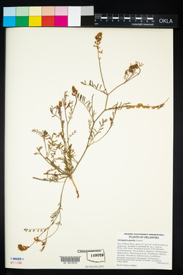 Astragalus gracilis image