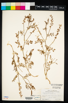 Astragalus lotiflorus image