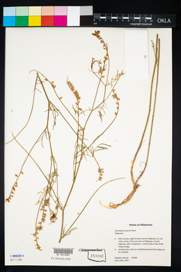 Astragalus gracilis image