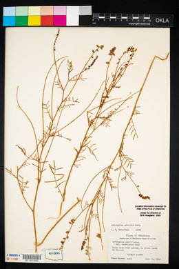 Astragalus gracilis image