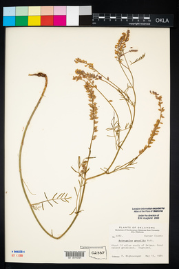 Astragalus gracilis image