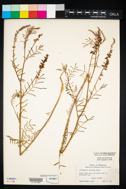 Astragalus gracilis image