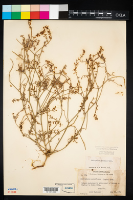 Astragalus gracilis image