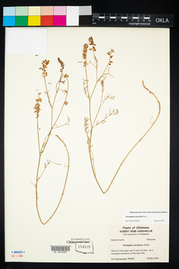 Astragalus gracilis image