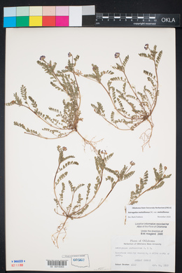 Astragalus nuttallianus image