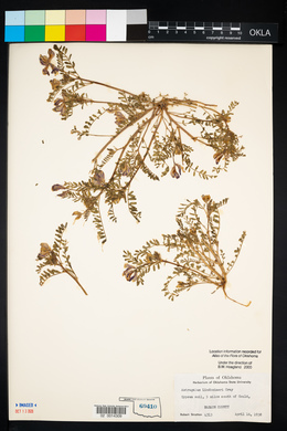 Astragalus lindheimeri image