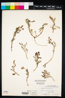 Astragalus lindheimeri image