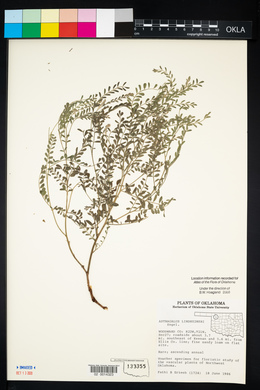 Astragalus lindheimeri image