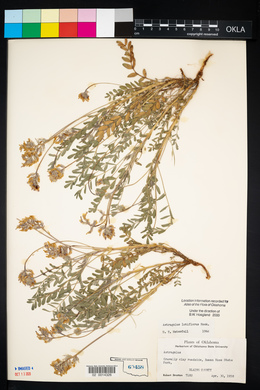 Astragalus lotiflorus image