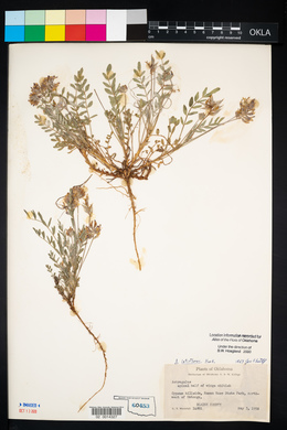 Astragalus lotiflorus image