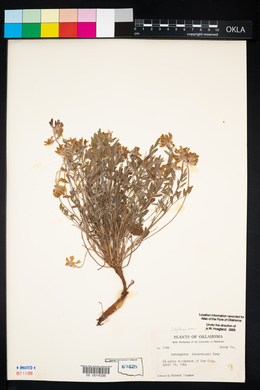 Astragalus lotiflorus image