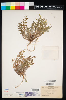 Astragalus lotiflorus image