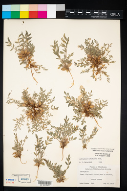 Astragalus lotiflorus image