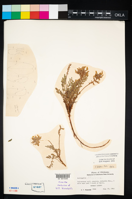 Astragalus lotiflorus image