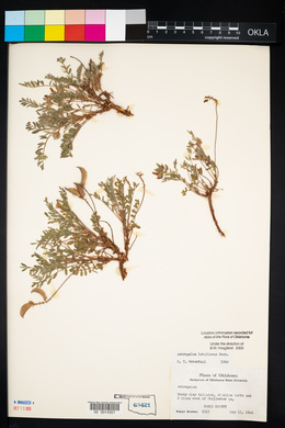 Astragalus lotiflorus image