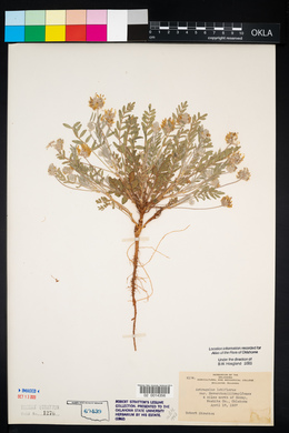 Astragalus lotiflorus image