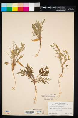 Astragalus lotiflorus image