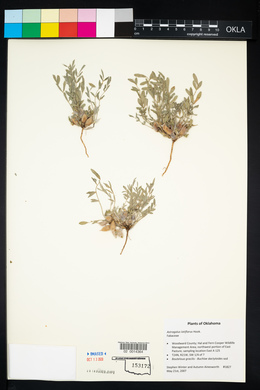 Astragalus lotiflorus image