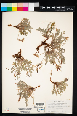 Astragalus missouriensis image