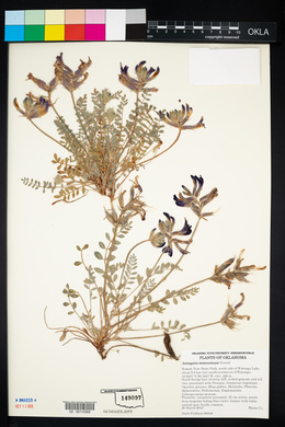 Astragalus missouriensis image