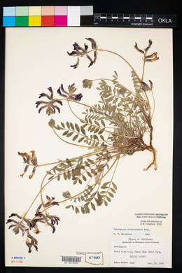 Astragalus missouriensis image