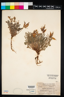 Astragalus missouriensis image