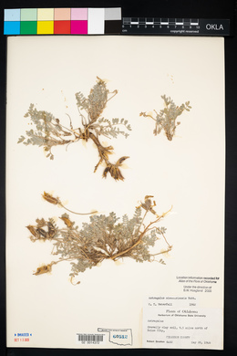 Astragalus missouriensis image