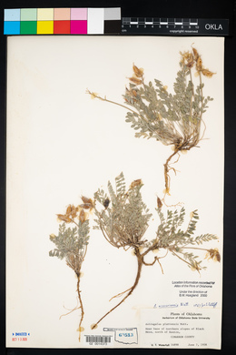 Astragalus missouriensis image