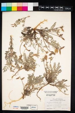 Astragalus missouriensis image