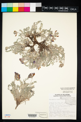 Astragalus missouriensis image