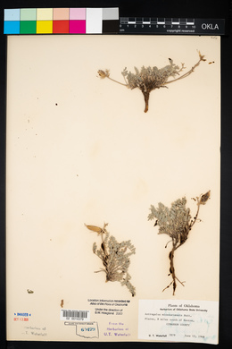 Astragalus missouriensis image