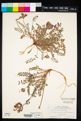 Astragalus missouriensis image