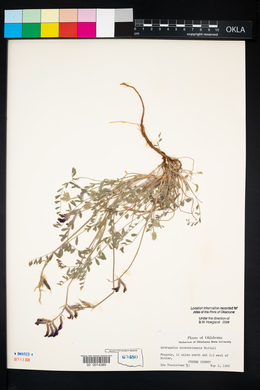 Astragalus missouriensis image