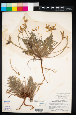 Astragalus missouriensis image