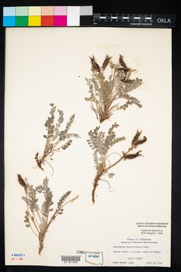 Astragalus missouriensis image