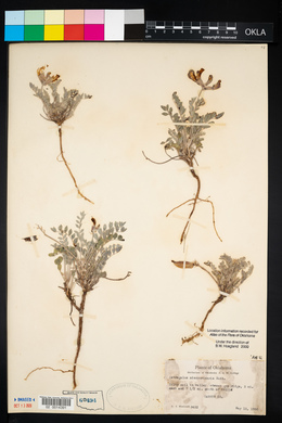 Astragalus missouriensis image