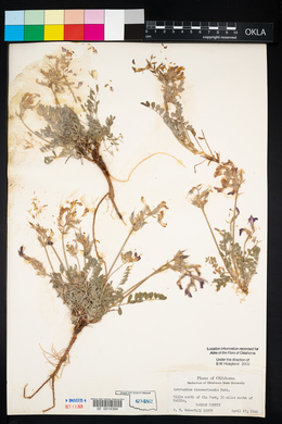 Astragalus missouriensis image