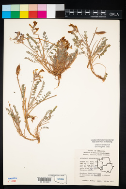 Astragalus missouriensis image