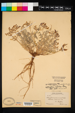 Astragalus missouriensis image