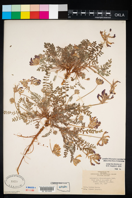 Astragalus missouriensis image