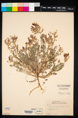 Astragalus missouriensis image