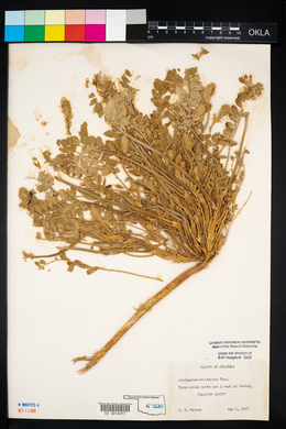 Astragalus mollissimus image