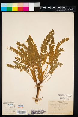 Astragalus mollissimus image