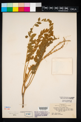 Astragalus mollissimus image