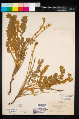 Astragalus mollissimus image